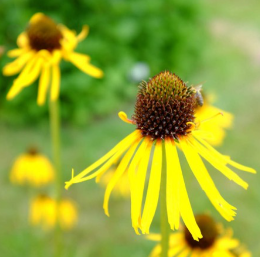BUSH'S CONEFLOWER SEEDS