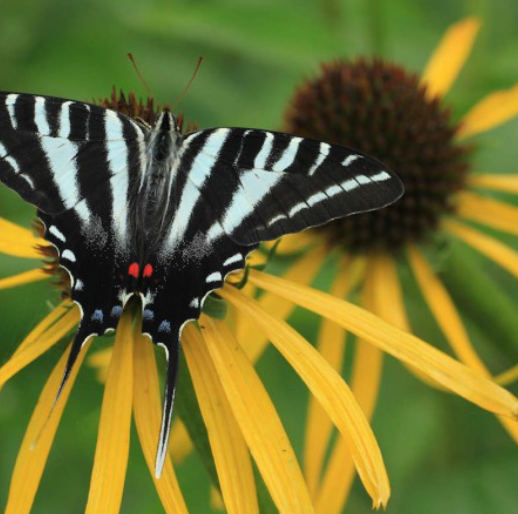 BUSH'S CONEFLOWER SEEDS