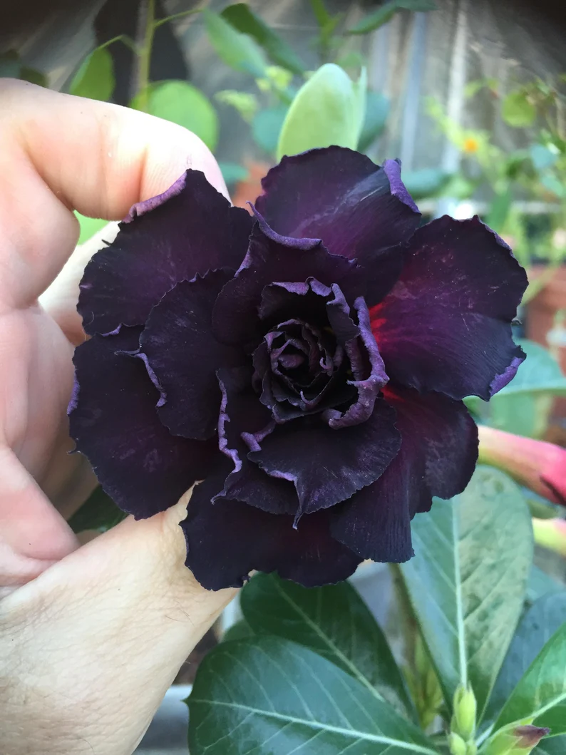 2 Pcs Black Desert Rose Seeds ✨