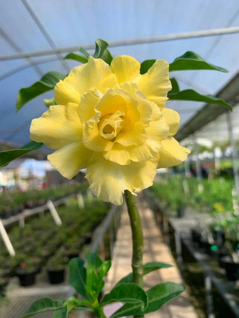 [Copy]Desert Rose 🌹Striped pink and white