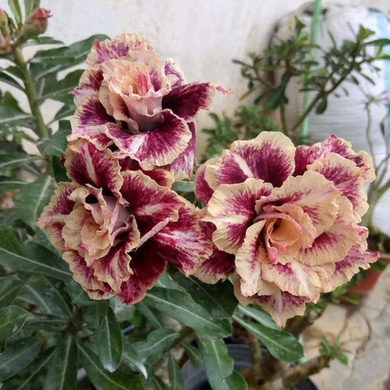 Desert Rose -- Brown Pink