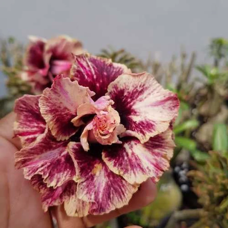 Desert Rose -- Brown Pink