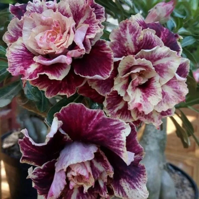 Desert Rose -- Brown Pink