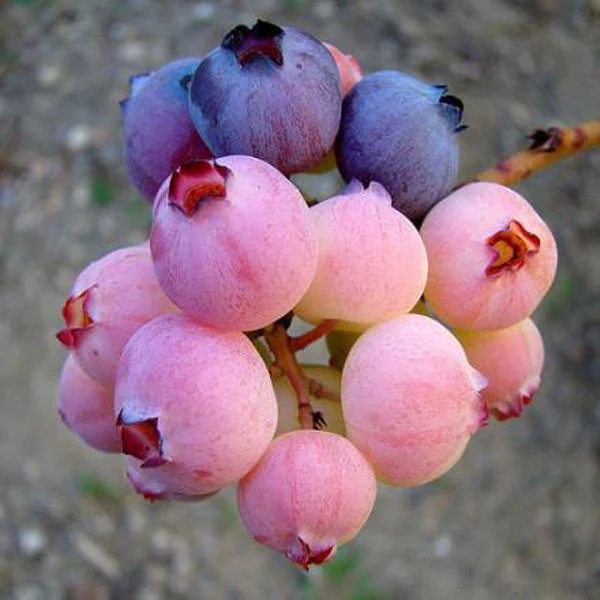 Pink Blueberry Seeds