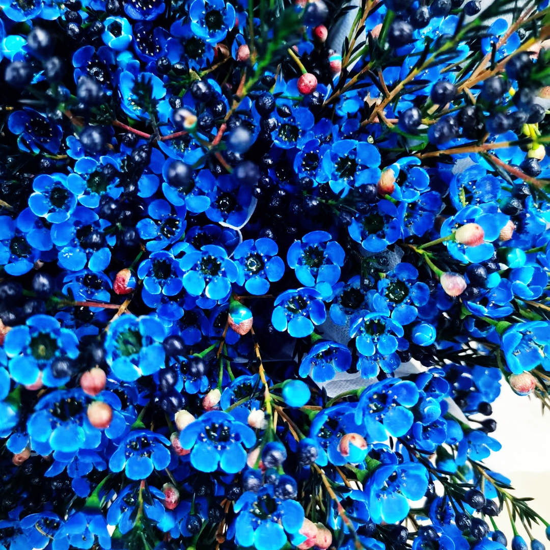 🎉50% off❄️ 100 PCS Rare plum Seed Bonsai Garden 🤶🎄Christmas new products