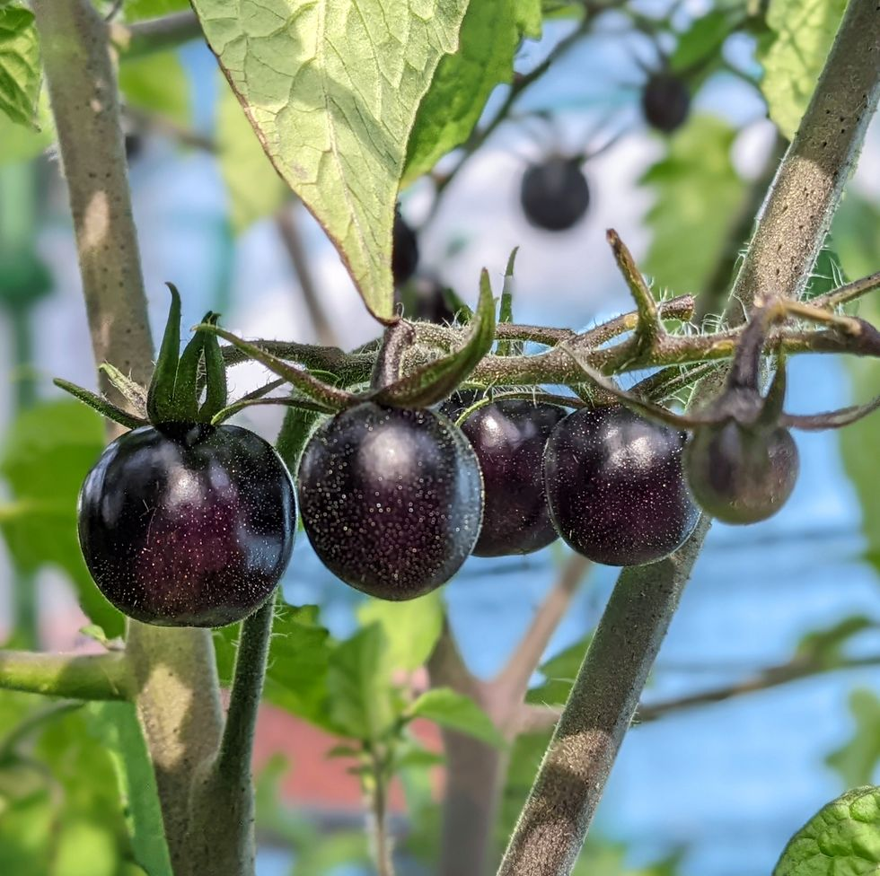🎉Hot Sale 🍅🖤BLACK BEAUTY TOMATO SEEDS