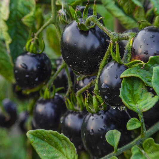 🎉Hot Sale 🍅🖤BLACK BEAUTY TOMATO SEEDS