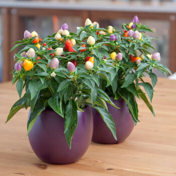 🌶️56% OFF💥🔥Colorful Hot Pepper Seeds🌈