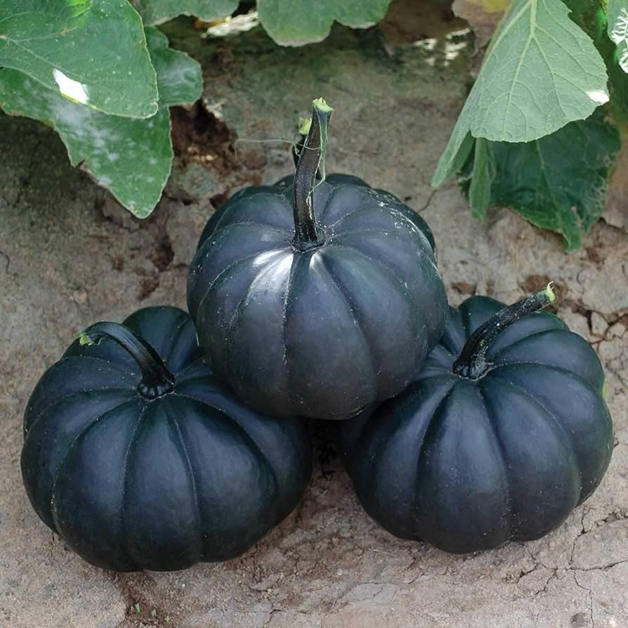 💥53% OFF🎃Squash Seeds (Organic) - Acorn Table Queen