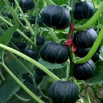 💥53% OFF🎃Squash Seeds (Organic) - Acorn Table Queen