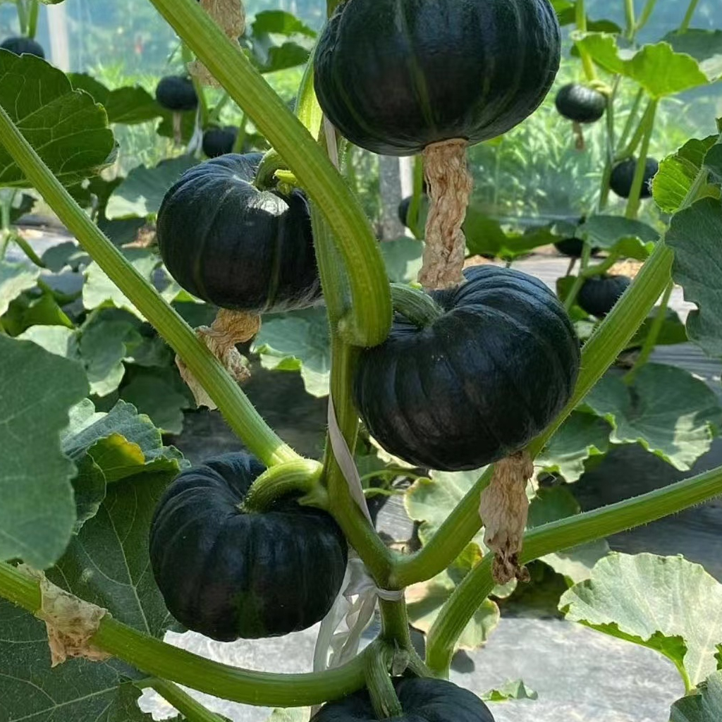 💥53% OFF🎃Squash Seeds (Organic) - Acorn Table Queen