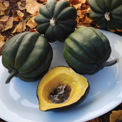 💥53% OFF🎃Squash Seeds (Organic) - Acorn Table Queen