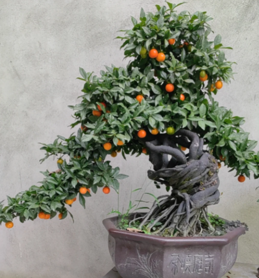 🪴65% off⚡Rare Golden marble seeds bonsai gardening（ 🎍Diospyros cathayensis）