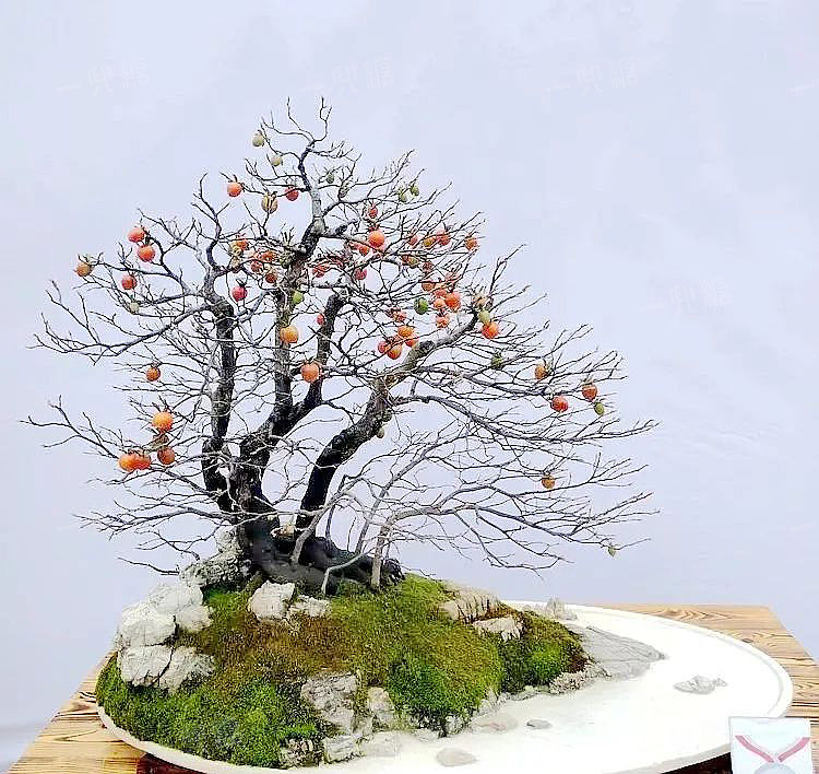 🪴65% off⚡Rare Golden marble seeds bonsai gardening（ 🎍Diospyros cathayensis）