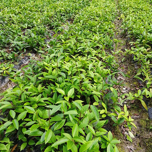 ✨🔥Limited time 50% OFF😈Devil Fruit~Kadsura Coccinea & Black Tiger Seeds