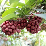✨🔥Limited time 50% OFF😈Devil Fruit~Kadsura Coccinea & Black Tiger Seeds