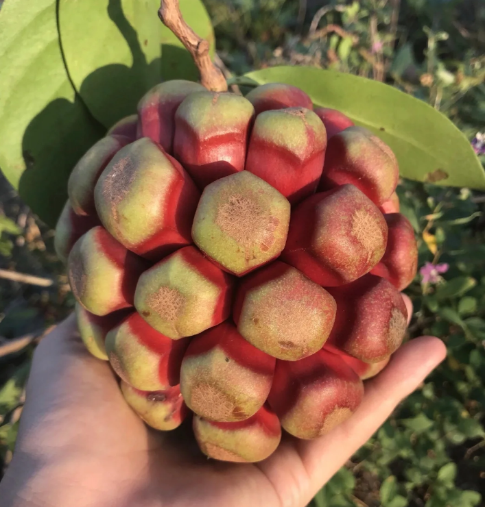 ✨🔥Limited time 50% OFF😈Devil Fruit~Kadsura Coccinea & Black Tiger Seeds