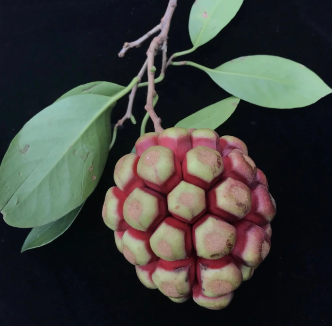 ✨🔥Limited time 50% OFF😈Devil Fruit~Kadsura Coccinea & Black Tiger Seeds