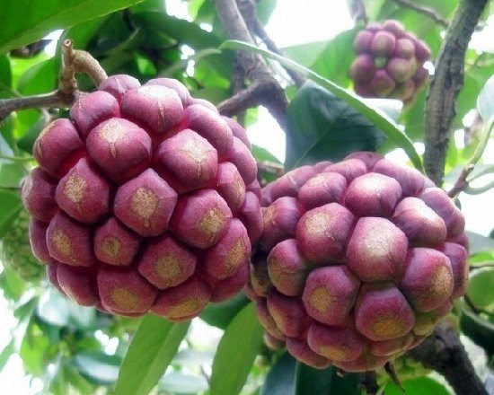 ✨🔥Limited time 50% OFF😈Devil Fruit~Kadsura Coccinea & Black Tiger Seeds