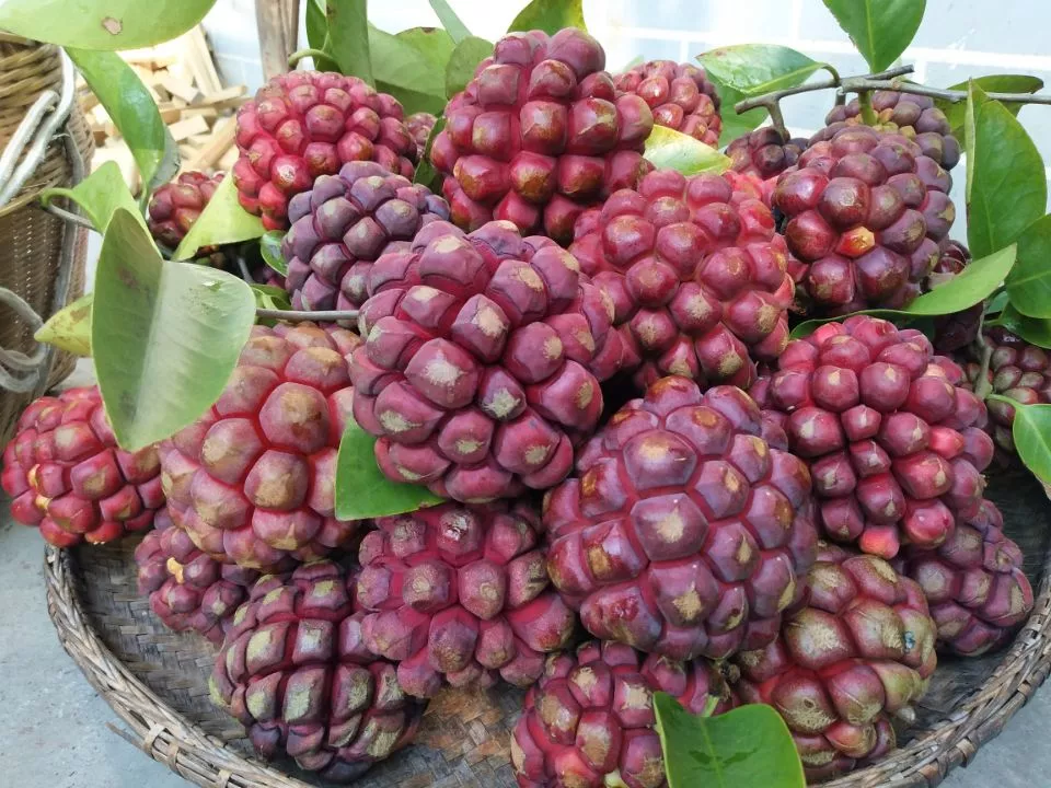 ✨🔥Limited time 50% OFF😈Devil Fruit~Kadsura Coccinea & Black Tiger Seeds