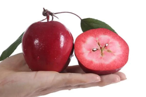 🍎 52% OFF 🌱 Red flesh apple