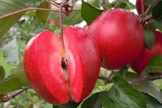 🍎 52% OFF 🌱 Red flesh apple