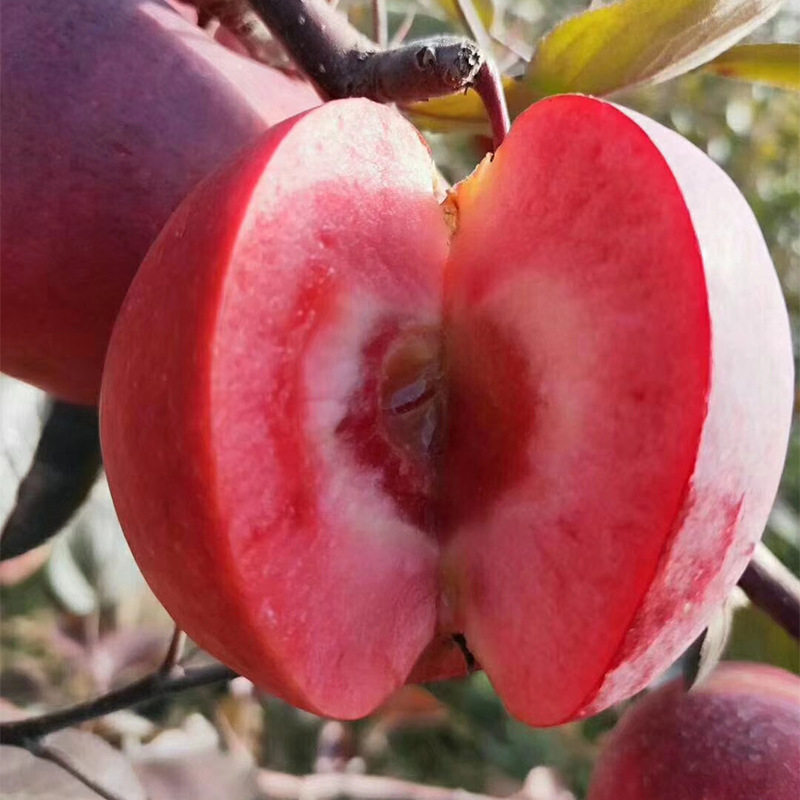 🍎 52% OFF 🌱 Red flesh apple