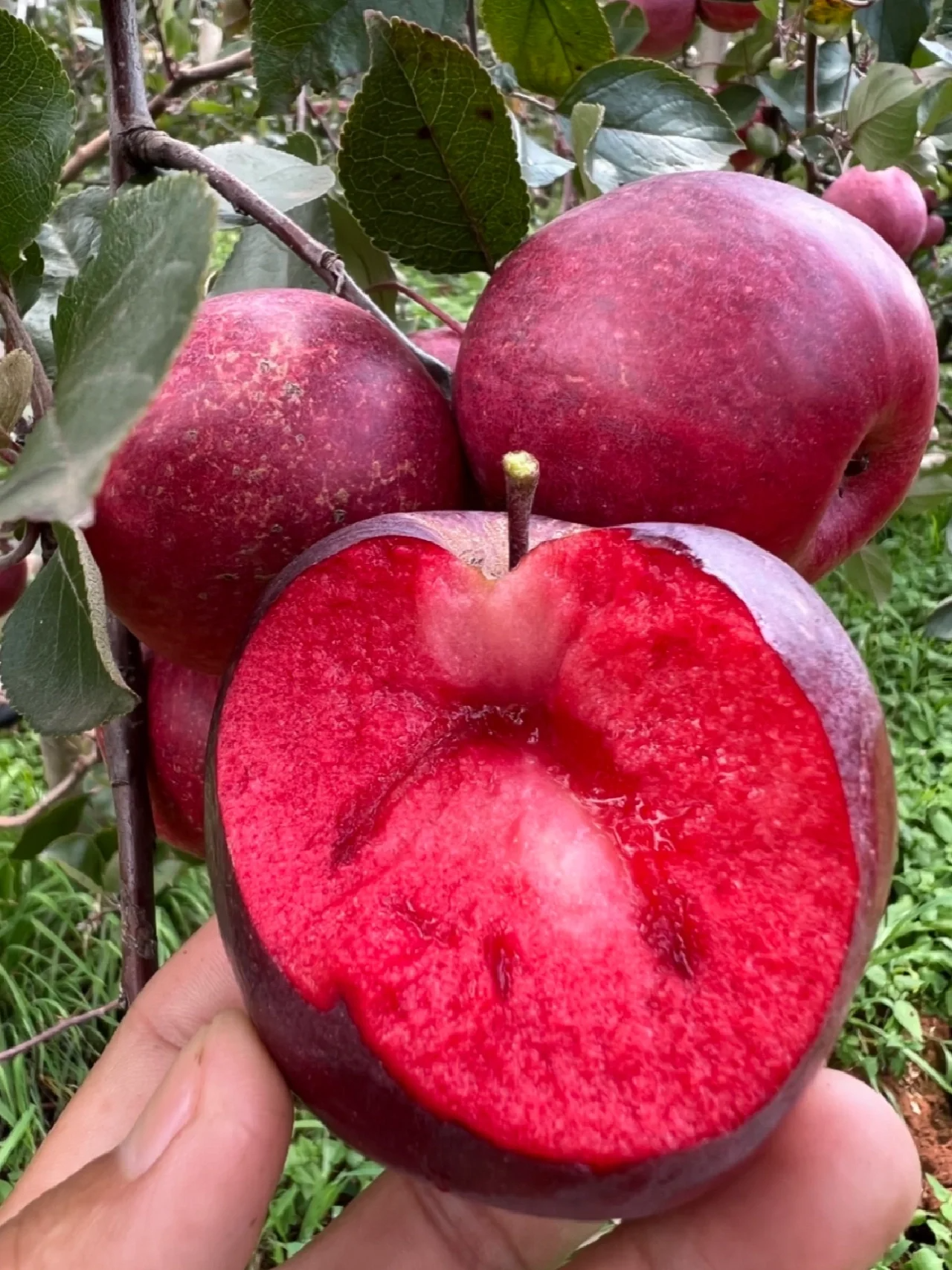 🍎 52% OFF 🌱 Red flesh apple