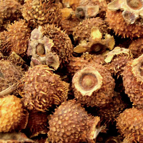 🎉Rare Rosa Roxburghii & Prickly Pear Seeds