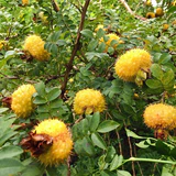 🎉Rare Rosa Roxburghii & Prickly Pear Seeds