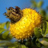 🎉Rare Rosa Roxburghii & Prickly Pear Seeds