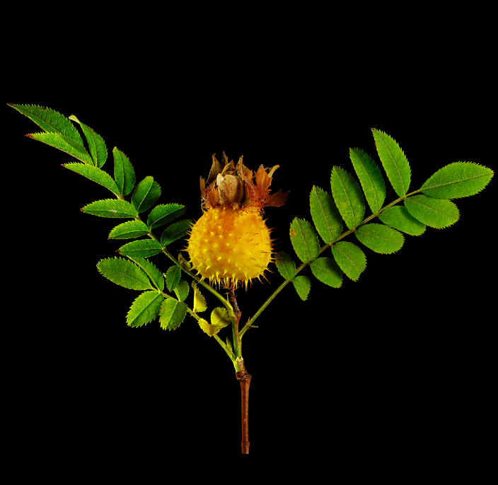 🎉Rare Rosa Roxburghii & Prickly Pear Seeds