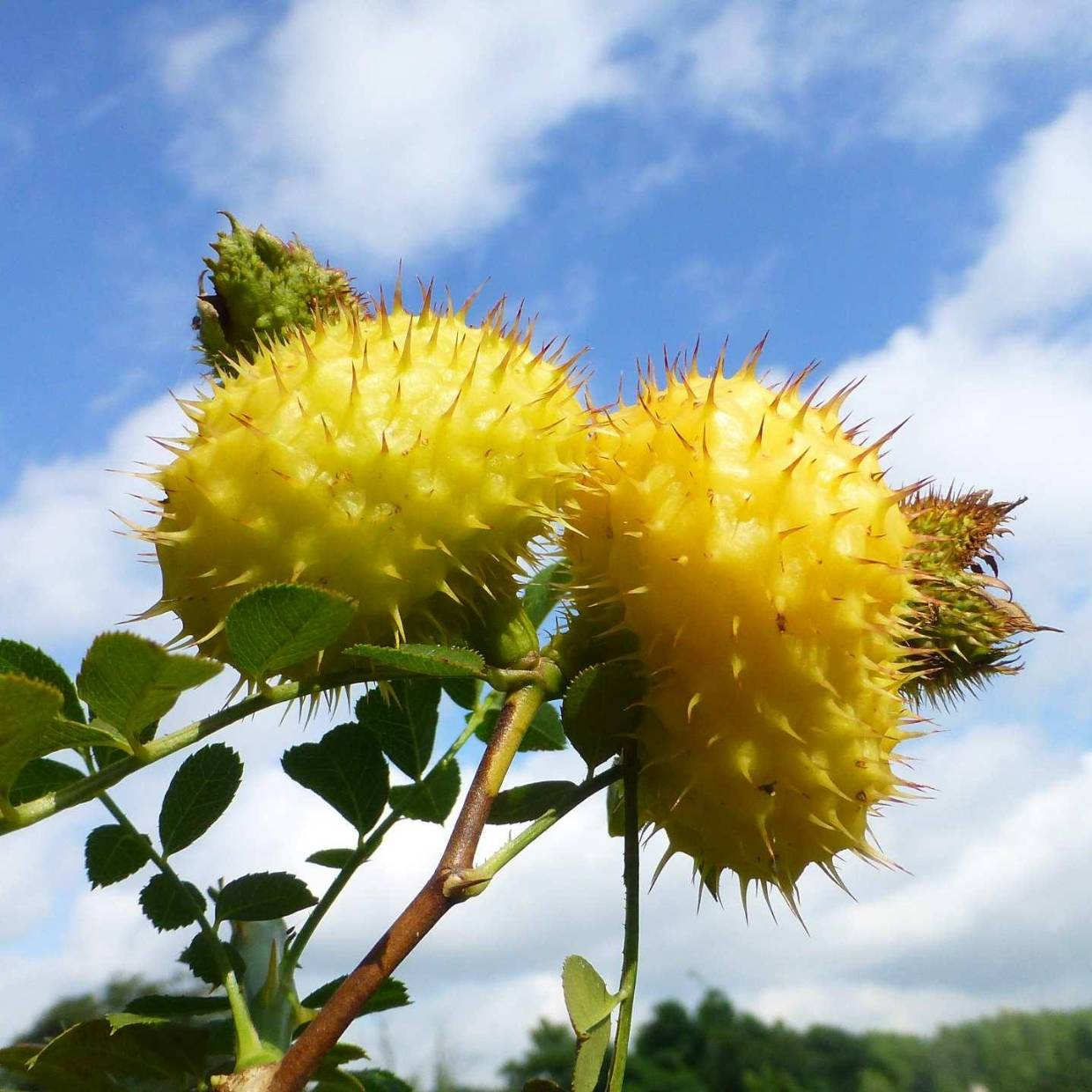 🎉Rare Rosa Roxburghii & Prickly Pear Seeds