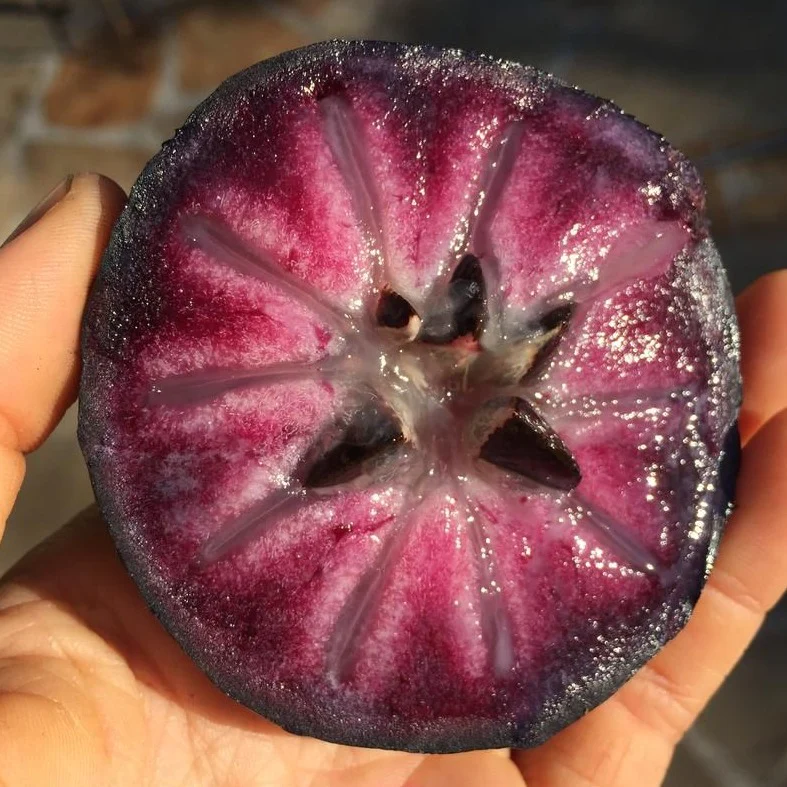 👋Winter Sale☃️💥Milk Fruit (Star Apple)👋Heirloom Seed