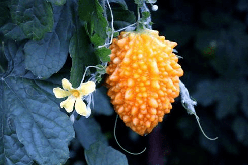 🎉LAST DAY 56% OFF💥Golden melon Lai grape  seeds