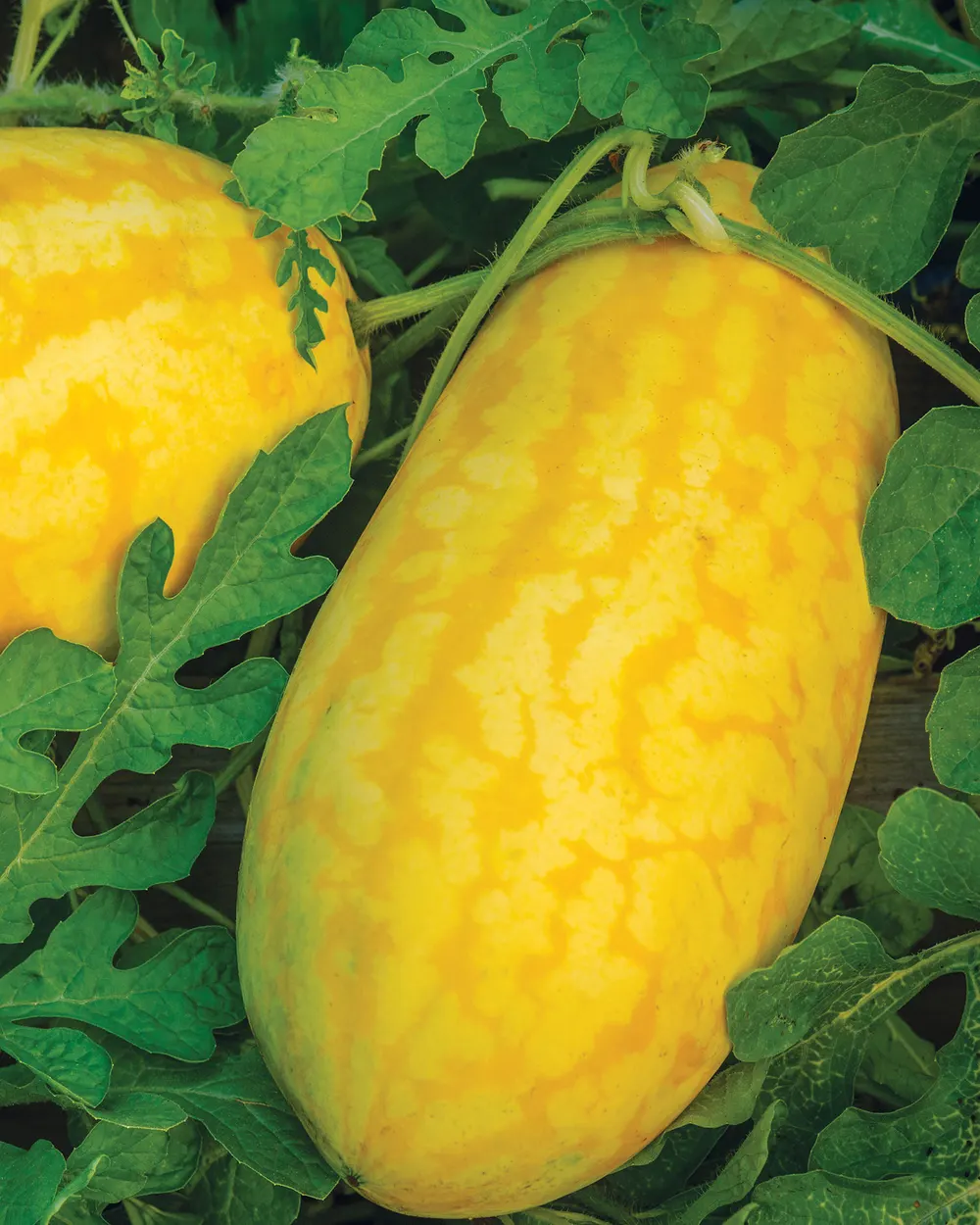 🎊58% OFF☀️Gold In Gold Hybrid Watermelon Seeds🍉