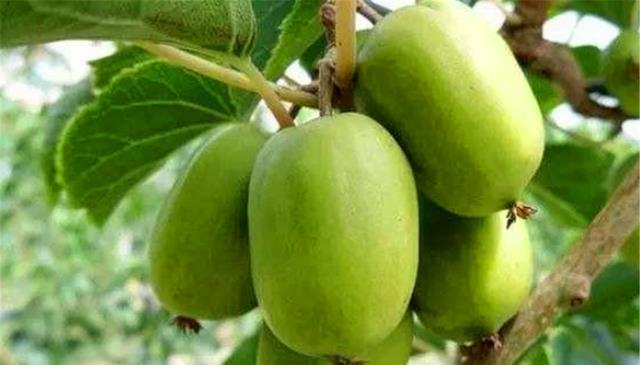 🥝Mini Soft Date Macaque Seeds