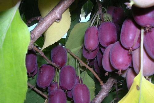 🥝Mini Soft Date Macaque Seeds