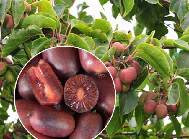 🥝Mini Soft Date Macaque Seeds