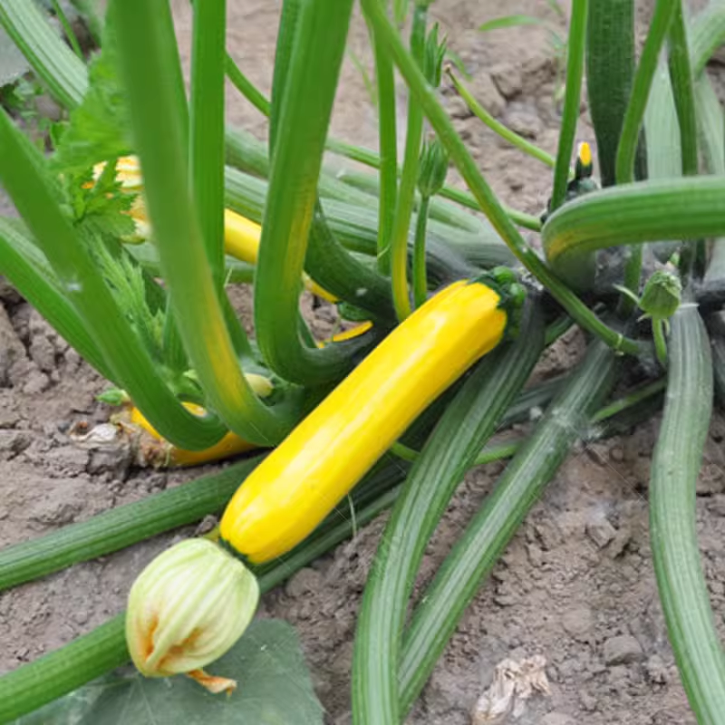 🎉50% OFF💥Banana Zucchini Seeds