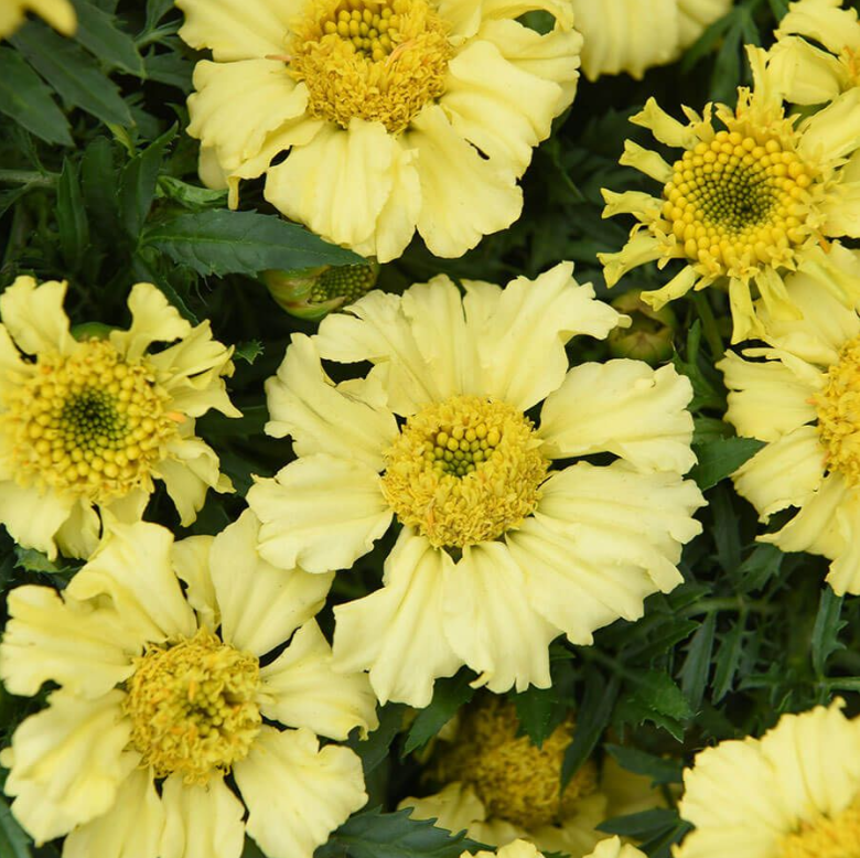 'Daisy Wheel Lemon' Marigold Seeds