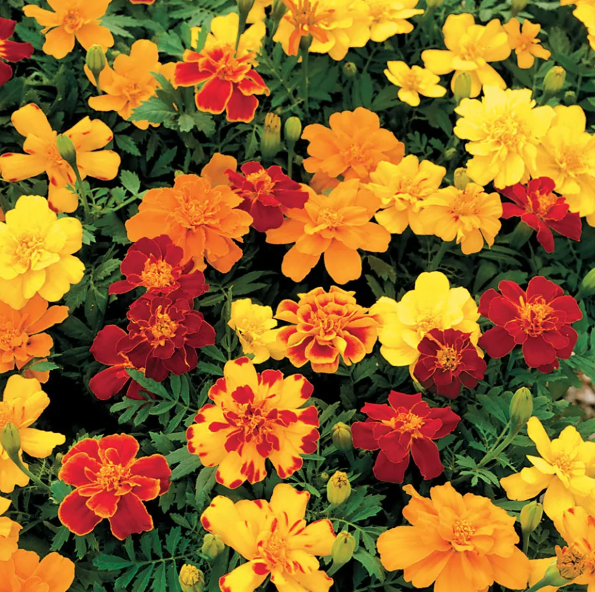 Bright Color Mix Marigold Seeds
