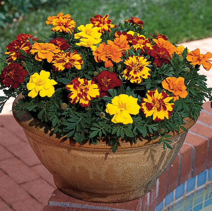 Bright Color Mix Marigold Seeds