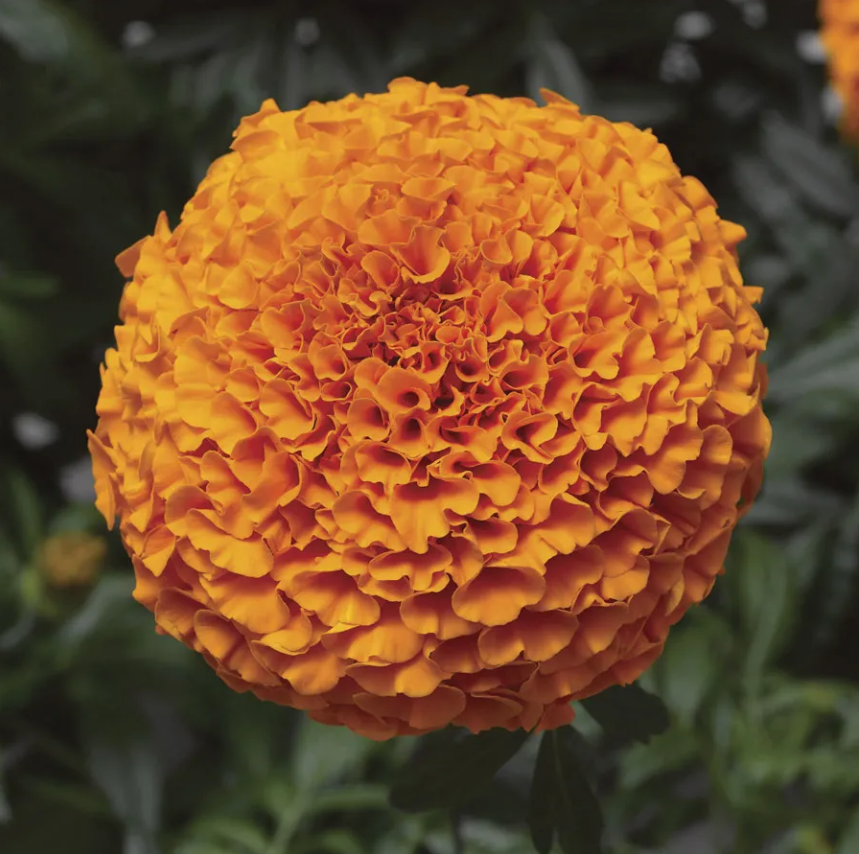 Deep Orange Hybrid Marigold Seeds