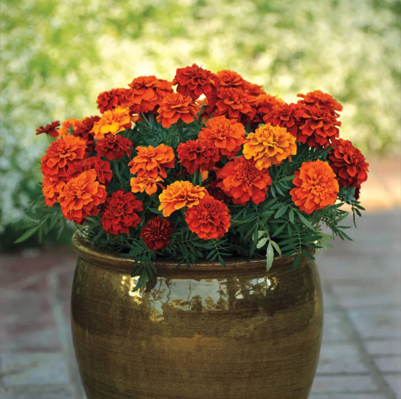 Fireball Marigold Seeds