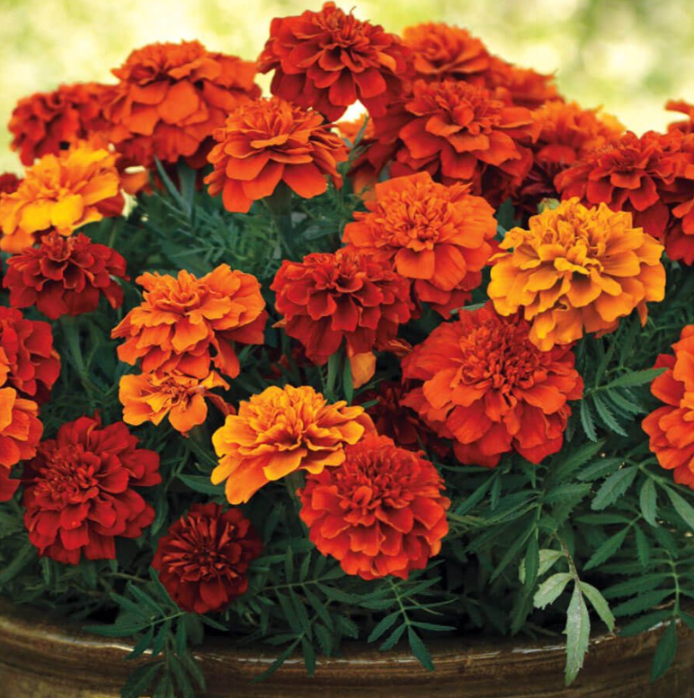 Fireball Marigold Seeds