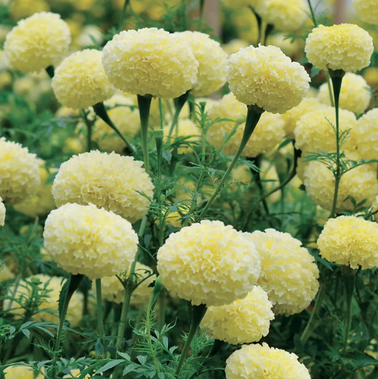 'White Swan' Marigold Seeds