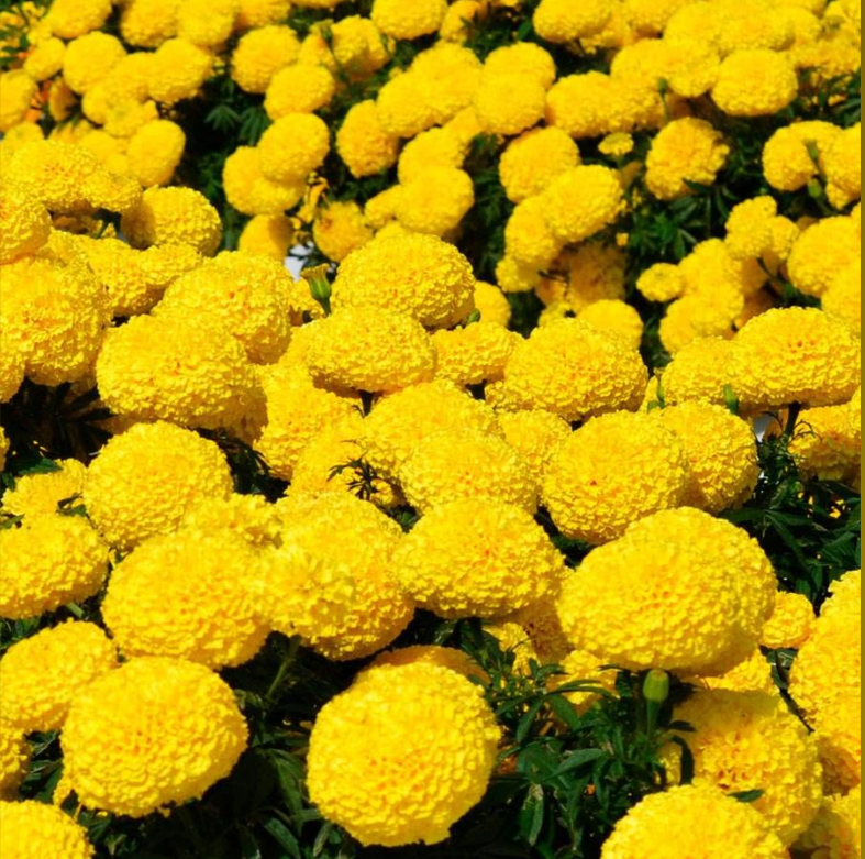 Big Duck Marigold Seeds
