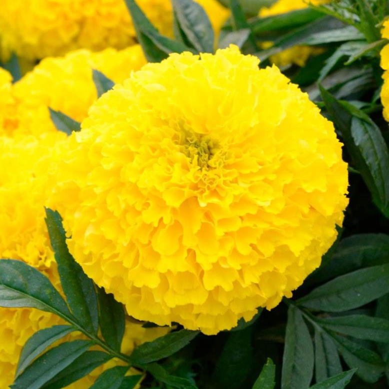 Big Duck Marigold Seeds