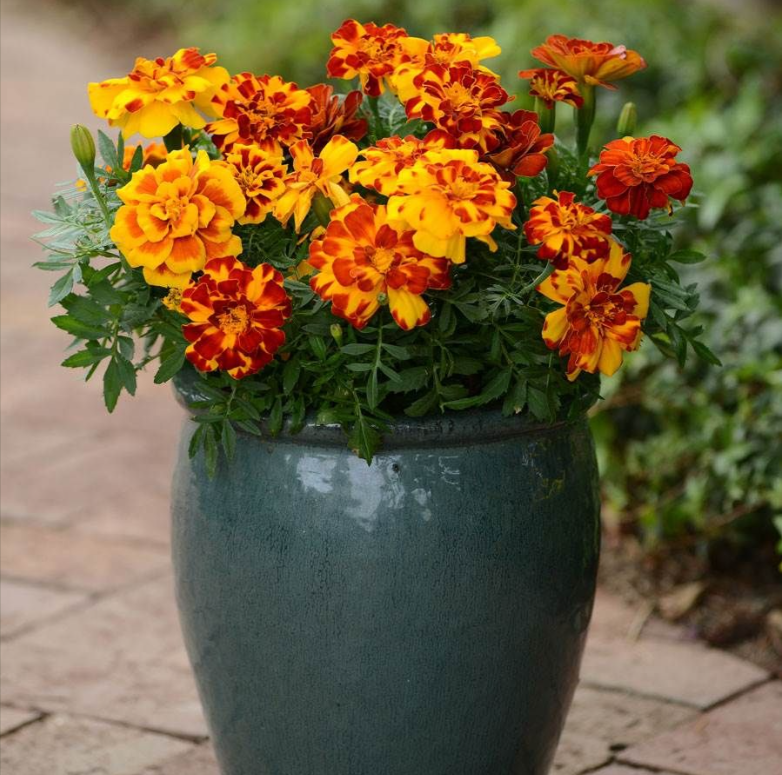 Mixture French Marigold Seeds